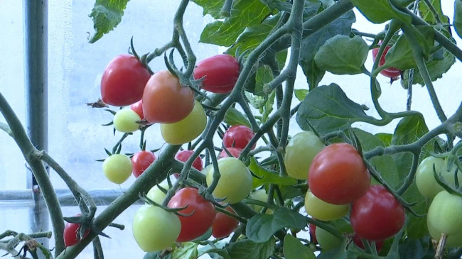 大棚春番茄栽培技术要点