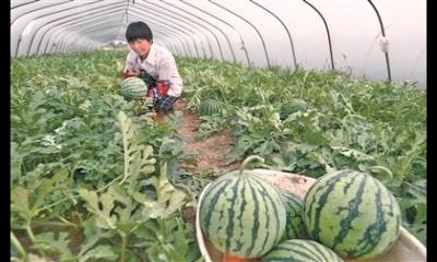 大棚夏播西瓜栽培技术